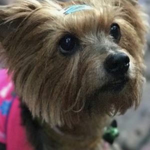 Fundraising Page: Susan DeGregory